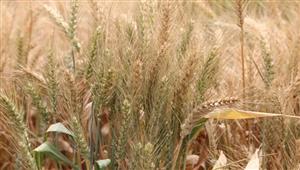 فيديو.. مزارعو بورسعيد يحصدون "الذهب الأصفر"