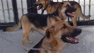 الداخلية تكشف ملابسات فيديو التعدي على "كلب" في القاهرة