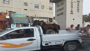 بعد شائعة قتلهم.. تسليم "الخيول الصغيرة" لصاحبها في أسوان - صور