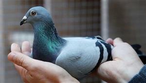 ألمانيا: إطلاق حمام زاجل في "رحلات سلام" من أجل أوكرانيا