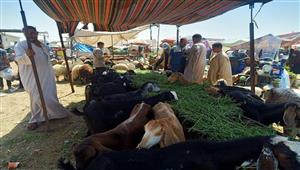 قبل العيد.. رواج في سوق الأغنام بالسويس والضاني القائم بـ80 جنيهًا - فيديو