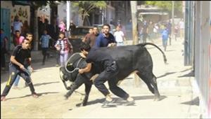 بالفيديو- مشهد كل عيد.. مطاردة الأضاحي في شوارع مصر 