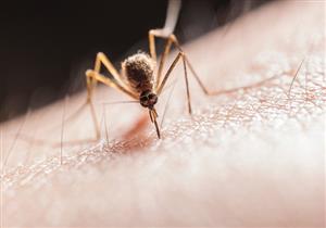 8 أسباب تجعل البعوض ينجذب إليك 