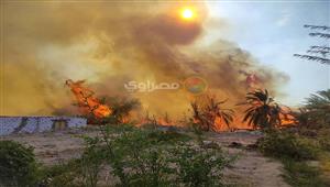 محافظ الوادي الجديد: حريق الراشدة وقع على مساحة 20 فدانًا (صور)