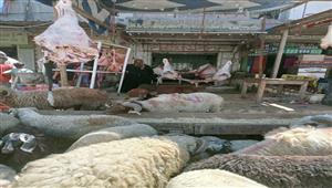 هل يجوز للمرأة أن تذبح أضحيتها وكذلك الصبي؟.. باحث بالأزهر يوضح لمصراوي