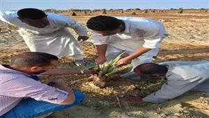 الزراعة: نشاط إرشادي مكثف للمعمل المركزي للنخيل في 5 محافظات 