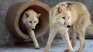 الإمارات.. مركز بحثي يكشف عن أول "ذئاب عربية" مستنسخة