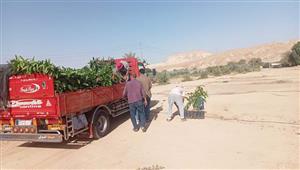 بالصور- زراعة جنوب سيناء توزع شتلات المانجو على المزارعين بوادي فيران