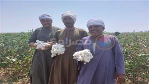 في عيد الفلاح.. فرحة جني القطن بحقول أسيوط - فيديو وصور