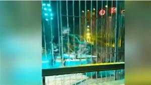   كاد أن يقتُله.. نمر يفترس مدربه في هجوم مروع (فيديو)