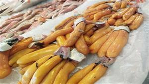 كلها فسفور والكيلو بـ70 جنيهًا.. موسم بطارخ البوري في بورسعيد (فيديو وصور)