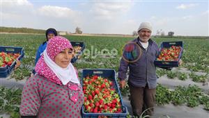 يا حلاوة الفراولة.. ذهب البحيرة الأحمر يغزو أسواق العالم (فيديو وصور)