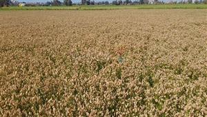 "الزراعة" تتفقد زراعات القمح في الشرقية والقليوبية