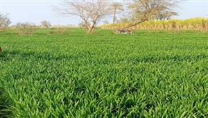 الذهب الأصفر في الأرض.. زراعة 250 ألف فدان قمح بالمنيا - فيديو وصور