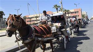 بالصور- سائحون يتجولون بـ "الحنطور" في شوارع بورسعيد 