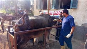 الزراعة: علاج وتحصين أكثر من 5100 رأس ماشية بكفر الشيخ 