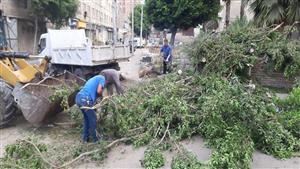 بالصور.. سقوط شجرة يوقف حركة المرور غربي الإسكندرية