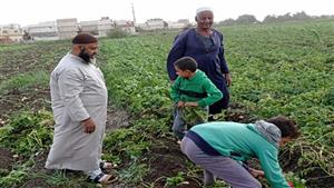 فيديو.. فرحة مزارعي المنيا في موسم حصاد البطاطس