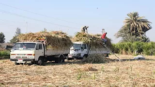 "زراعة الشيوخ" توصي بتشجيع المزارعين لزيادة حجم توريد محصول قصب السكر