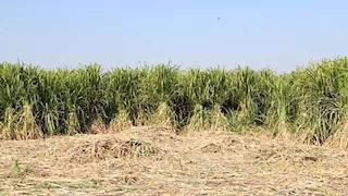 الري: خطة متكاملة لزيادة إنتاج القصب والبنجر بأقل استهلاك للمياه