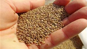 "الزراعة" تتابع برامج إنتاج التقاوي بالغربية وكفر الشيخ