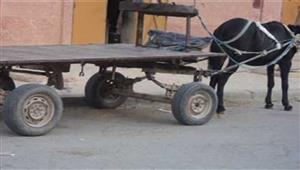 صاحب الكارو والحصان في المستشفى.. حادث طريف بالعجوزة