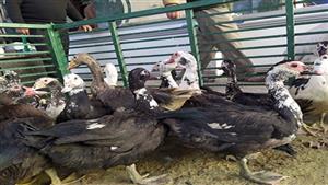 "بطل موائد رمضان".. أسعار البط تقفز بنسبة 65% على الأقل هذا العام