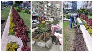 زراعة 71 ألف شجرة في شوارع الإسكندرية - صور 