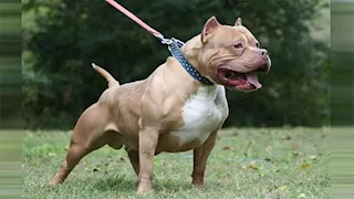 تعرف على شروط حيازة أكثر من حيوان خطر وفقا للقانون 