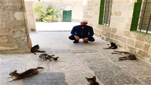 "يهتم بها ويُطعمهم".. "إمام يفتح المسجد للقطط المشردة (صور)