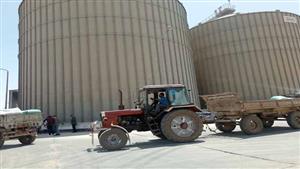 "الذهب الأصفر" في الصوامع.. شاهد بدء موسم توريد القمح بالمنيا- فيديو وصور