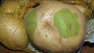 البطاطس الخضراء.. لماذا تسبب الإصابة بالتسمم؟