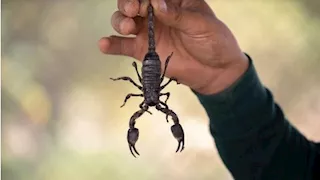 صحة قنا تكشف ملابسات واقعة وفاة طفل حصل على مصل العقرب