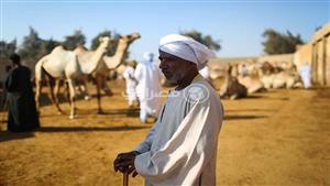 قبل العيد.. الحرب توقف رحلة الجمال من السودان إلى سوق برقاش