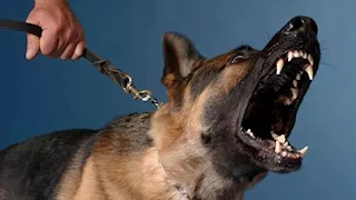 ضبط المتهمين بترويع أطفال باستخدام كلب وعصا خشبية بالقليوبية