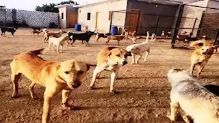 كلب مسعور يعقر طفلين شمالي قنا