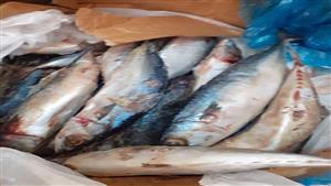 بالصور- ضبط طن أسماك مجهولة المصدر في بني سويف 