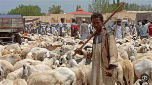 الحرب تحرم السودانيين من خروف العيد