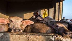 شعبة القصابين: الركود يسيطر على سوق الأضاحي ويدفع الأسعار للانخفاض