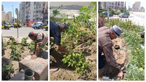 زراعة 10 آلاف شجرة في الإسكندرية.. والإجمالي يتجاوز الـ 133 ألف- صور 