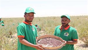 الذهب الأخضر في الوادي الجديد.. موسم حصاد الجوجوبا - صور