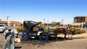 غسلها في الشارع.. محافظ أسوان يحيل صاحب عربة حنطور للتحقيق - صور