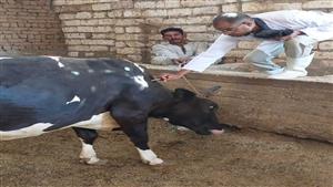 صور.. تحصين 10 رأس ماشية ضد الحمى القلاعية والوادى المتصدع في الأقص