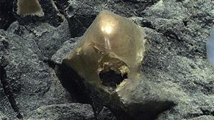 صورة.. اكتشاف جسم ذهبي غامض في قاع المحيط