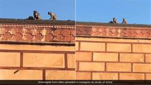 أغرب من الخيال.. قرد يسرق آيفون رجل ويعيده بعد "صفقة" (فيديو)