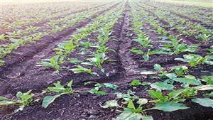 الشرقية تستهدف زراعة 89 ألف فدان من بنجر السكر 