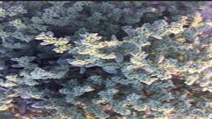 استخدمه النبي أيوب.. 10 معلومات عن نبات الغبيرة - لن تتوقع ما يفعله بجسمك 