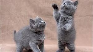 إحداها يمتلك 6 أصابع وأرجل قصيرة.. أغرب أنواع قطط حول العالم