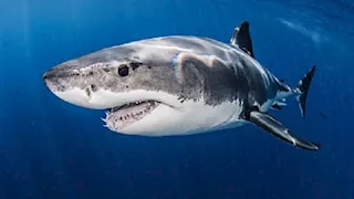 خبير بيئي: نجاح المرحلة الأولى لمشروع تتبع أسماك القرش في البحر الأحمر