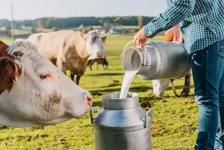 بعد الترويج له في أمريكا- إليك أضرار شرب الحليب دون غليه